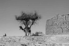 an ancient wall and a camel under a dry tree