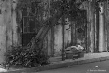 a tree and a sleeper on a bench underneath